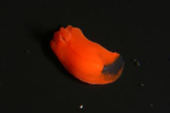 Media type: image;   Malacology 385571